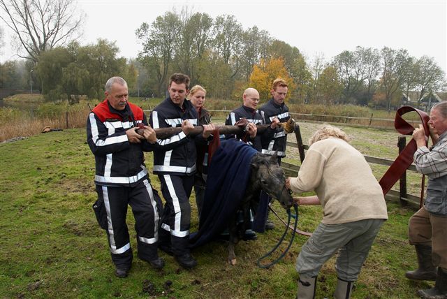 2009/273/20091101 024 Dier te water Vierbuizenmeertje.jpg